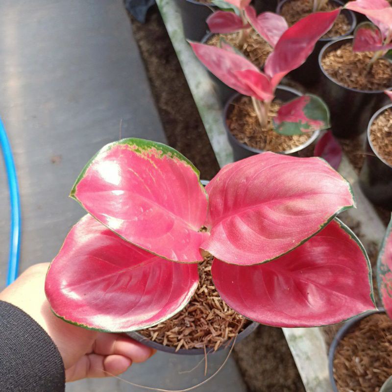 bunga aglonema suksom merapi