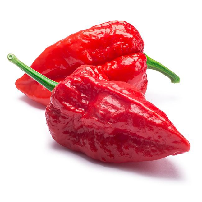 Benih Bibit Biji - Red Bhut Jolokia Merah Indian Carbon Pepper Seeds