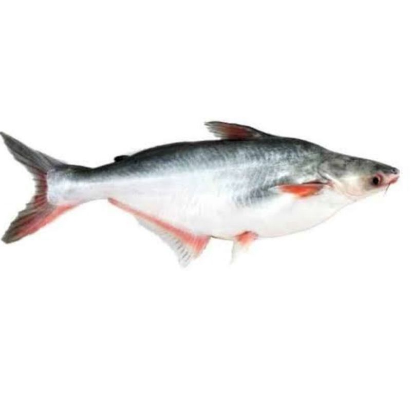 

Ikan patin fresh surga kebutuhan ku ikan dori patin