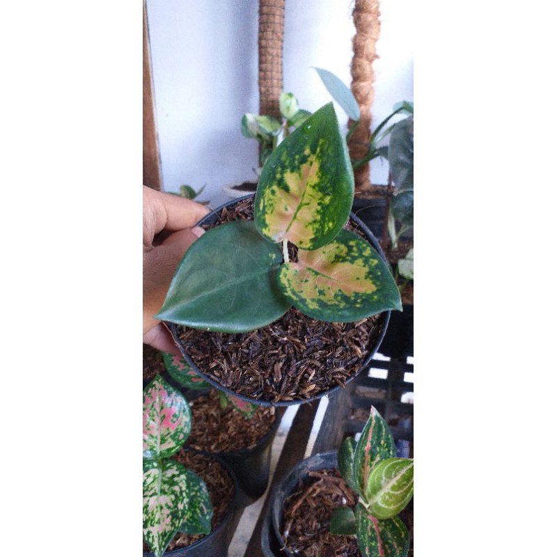 

Bibit Aglonema Sultan Bruney