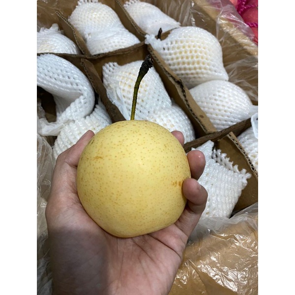 Buah Pear/pir  century 1 Dus Import