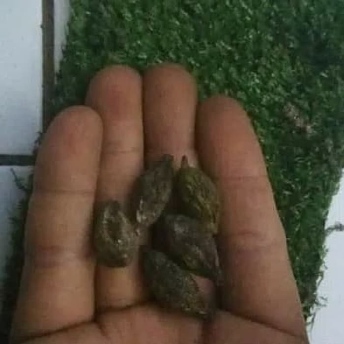 biji pohon Ketapang kencana