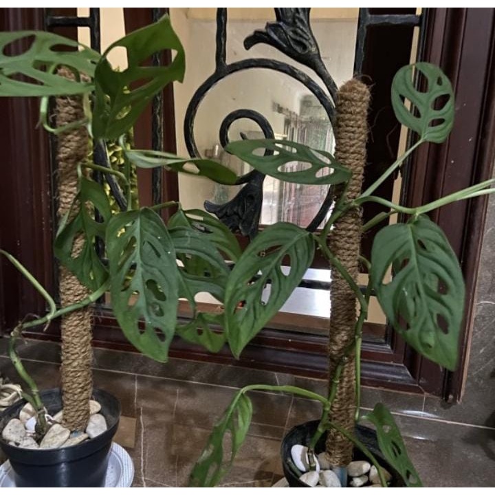 TURUS KAYU 1METER RAMBATAN KELADI-TURUS AJIR TANAMAN-RAMBATAN SIRIH