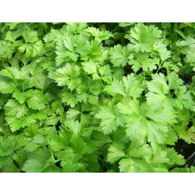 BENIH PARSLEY BIBT SAYURAN UNGGUL