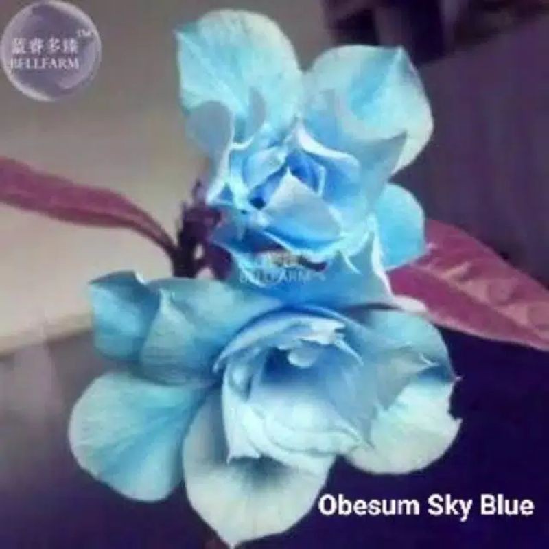 

Bibit Adenium Kamboja obesum sky blue