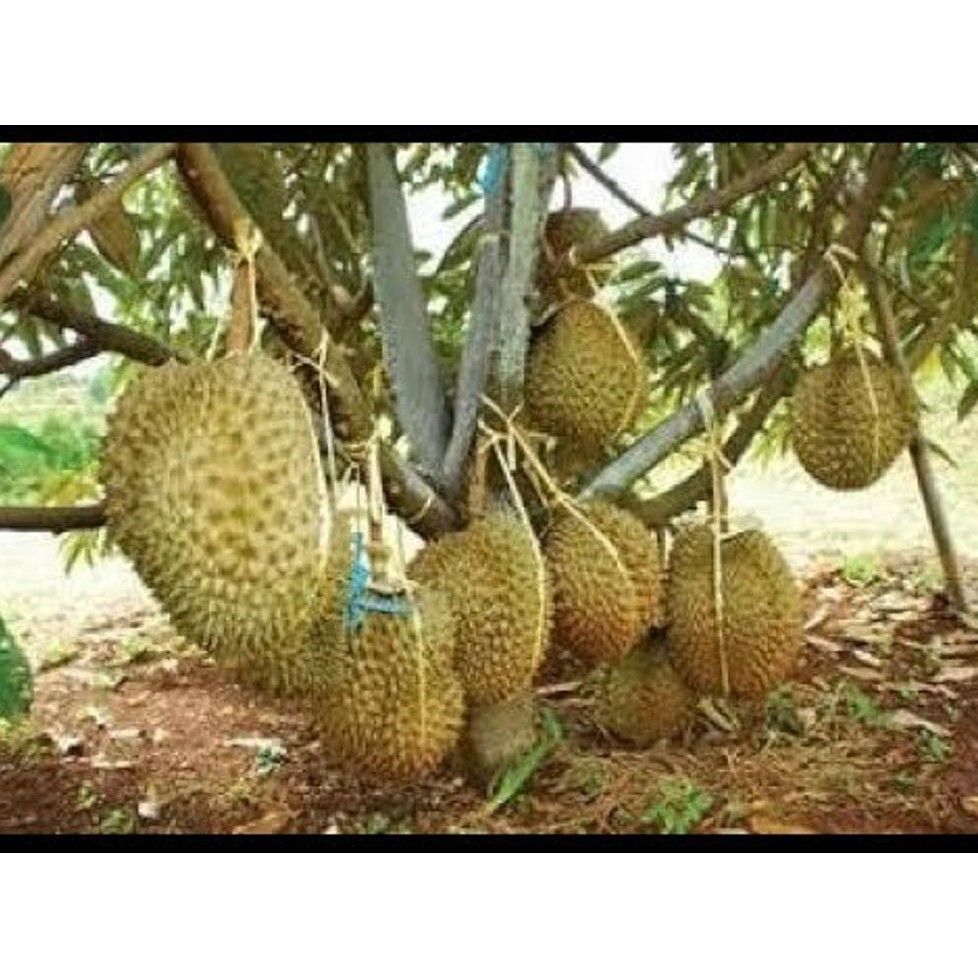 Benih Bibit Tanaman Buah Durian Montong @_@