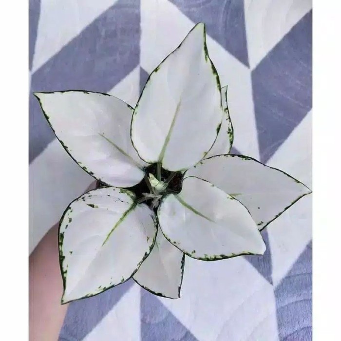 Aglonema Super White Anakan