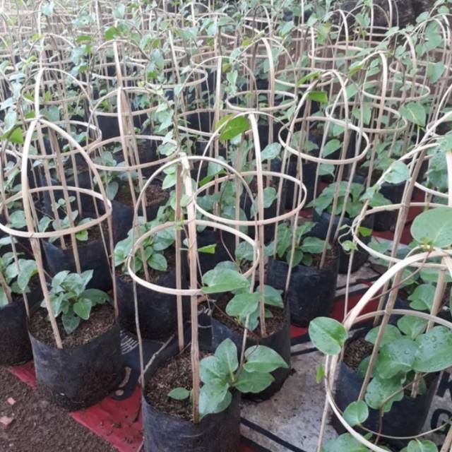 Tanaman Herbal Binahong hijau-daun binahong hijau