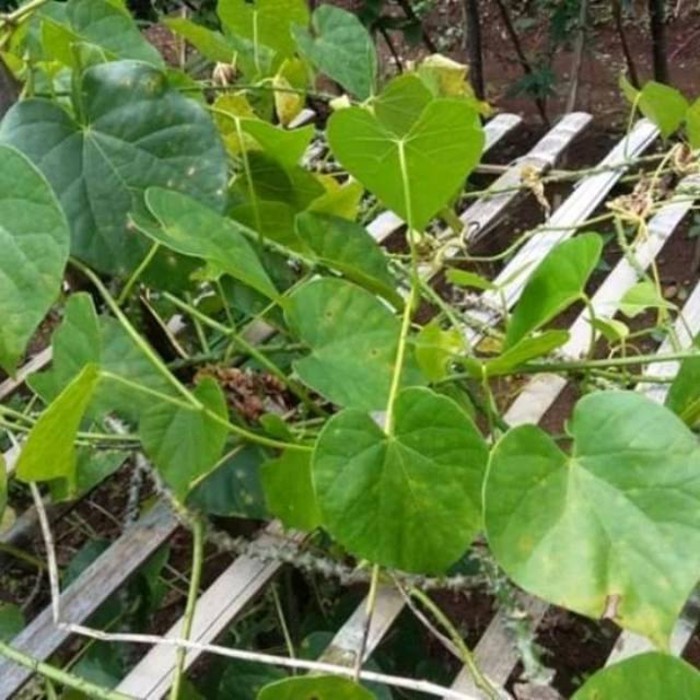 

Brotowali 500 gram
