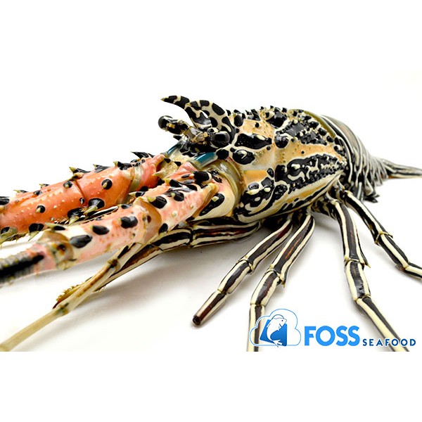 

Foss Seafood Lobster Bambu Frozen (beku) size 300gr-500gr