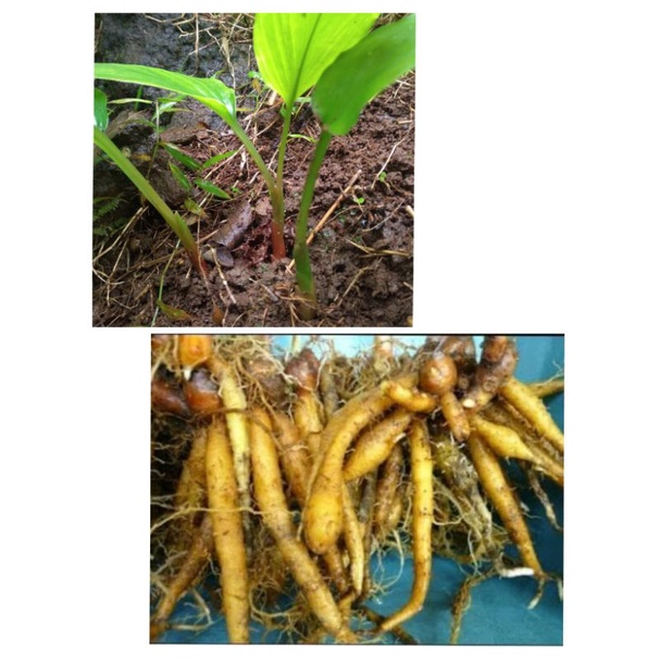 

TEMU KUNCI/JAMU/OBAT TRADISIONAL SEGAR LANGSUNG PETIK 500GR