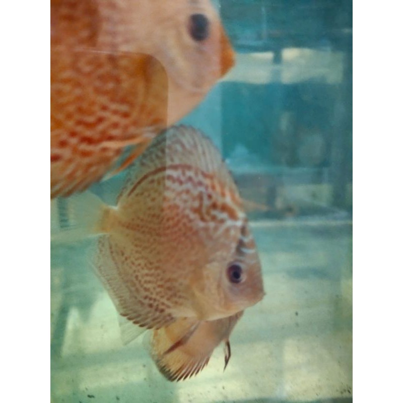ikan discus leopard ring uk 2,3 inch