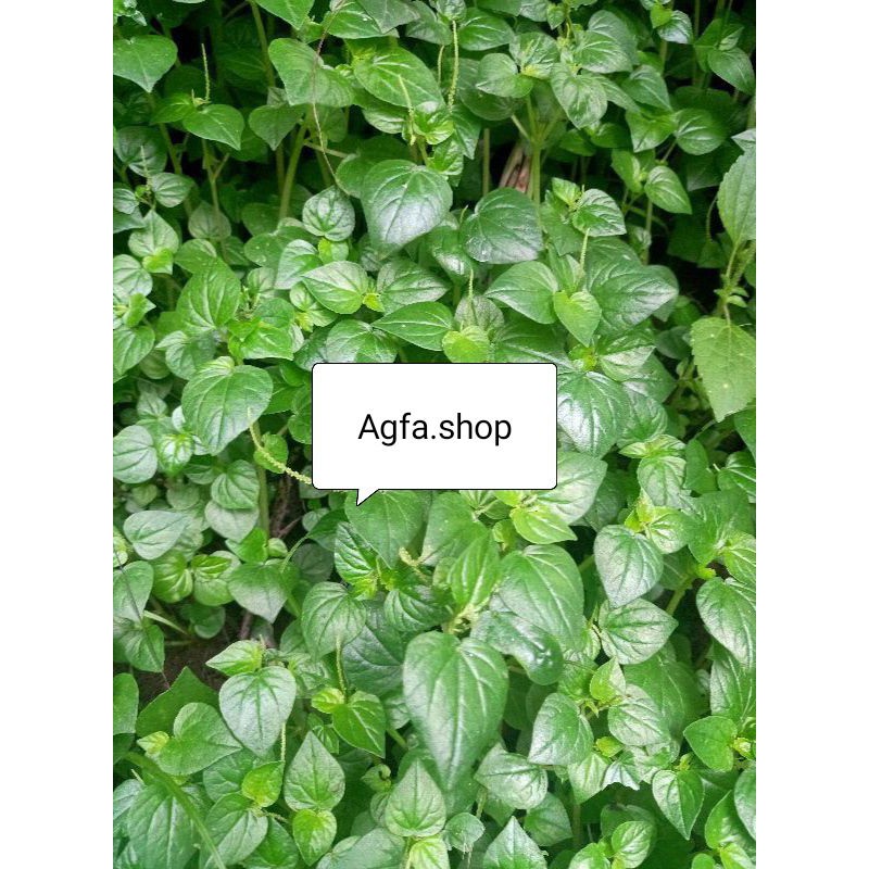 

Sirih cina/Ketumpang air/Tanaman herbal sirih cina/sirih cina