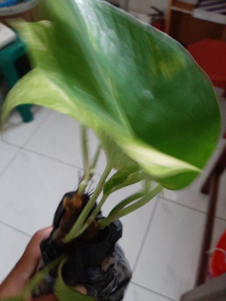 Sale ❗❗ Bibit Sirih Gading Jumbo