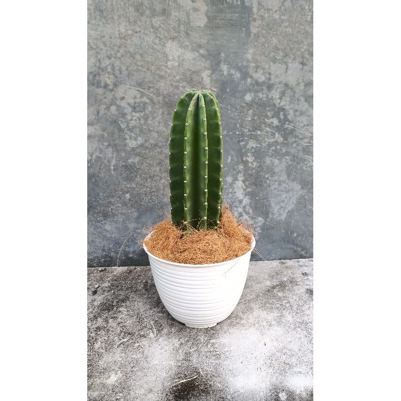 Kaktus Koboi free pot putih dan media tanam