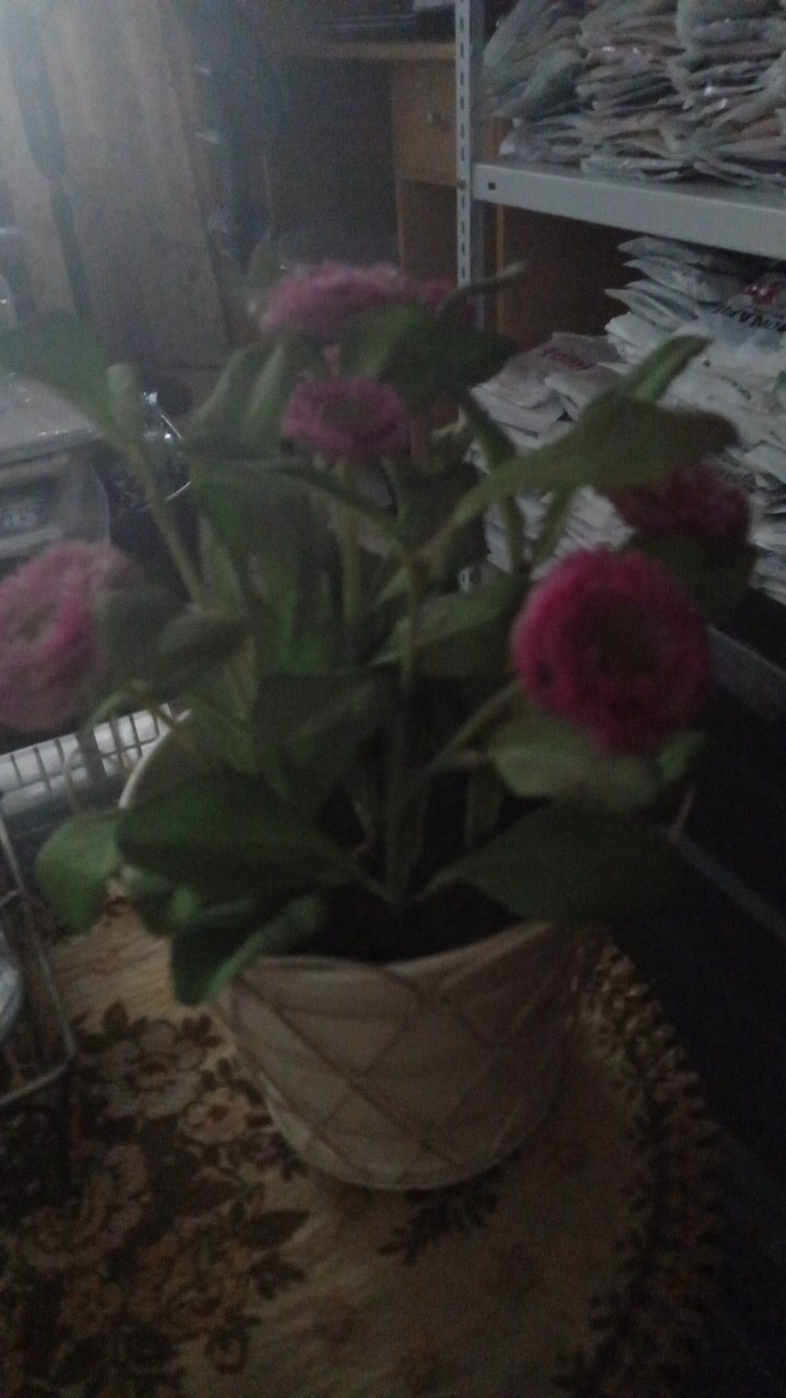 Icepack Kotak Frois 15x15x2.8 Cm Blue Ice Pack Coolpack