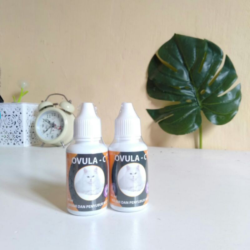 obat birahi kucing | obat perangsang kucing