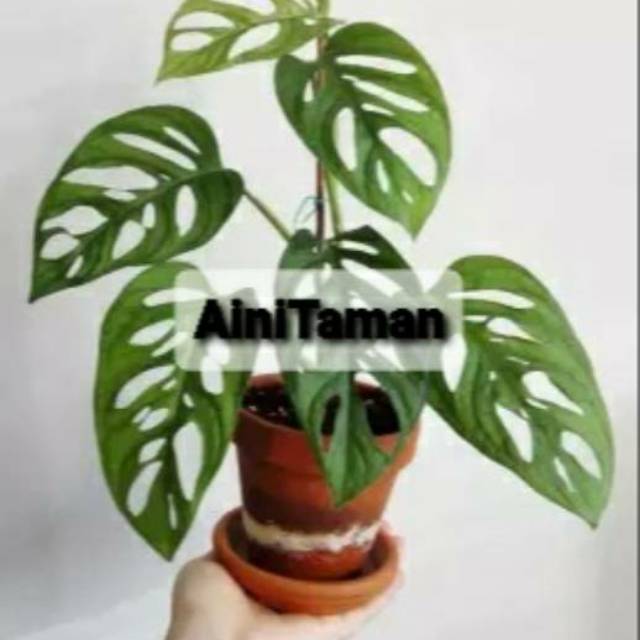 Tanaman Hias Monstera Obliqua | Tanaman Hias Monstera Janda Bolong | Tanaman Janda Bolong