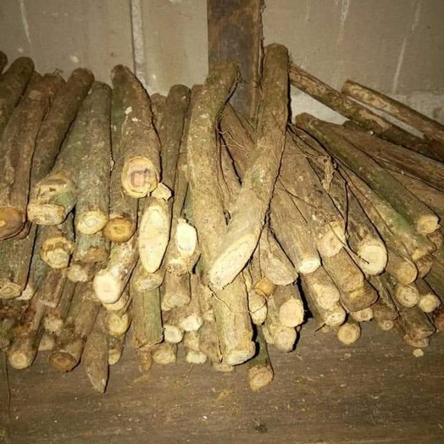

BAJAKAH ECER BATANGAN TERMURAH Jual Per Batang Akar Bajakah Asli