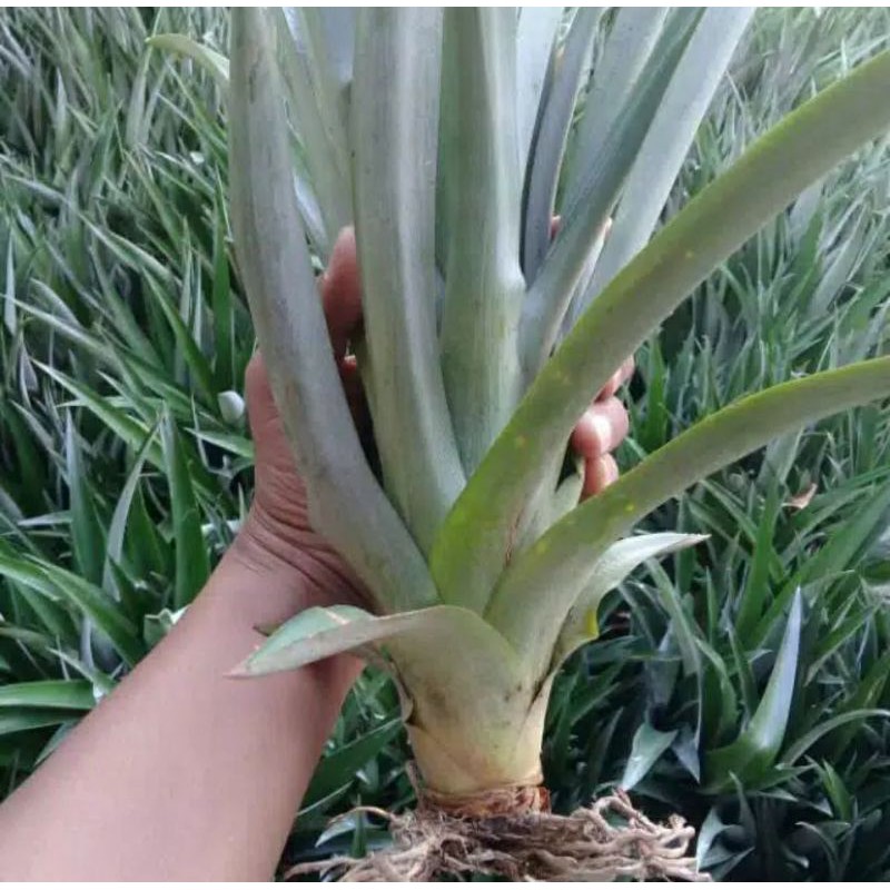 

[Fresh] BIBIT NANAS MERAH POHON NANAS HUTAN