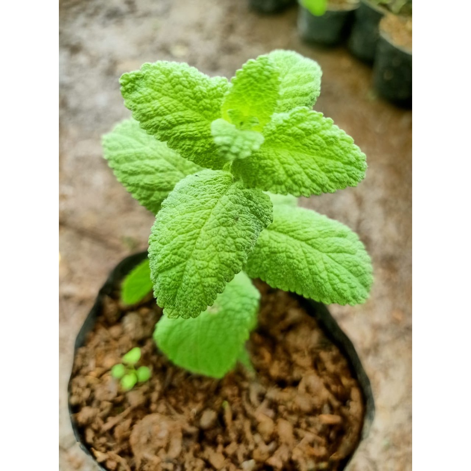 Tanaman Herbal dan Rempah Daun Apple/Apel Mint wangi