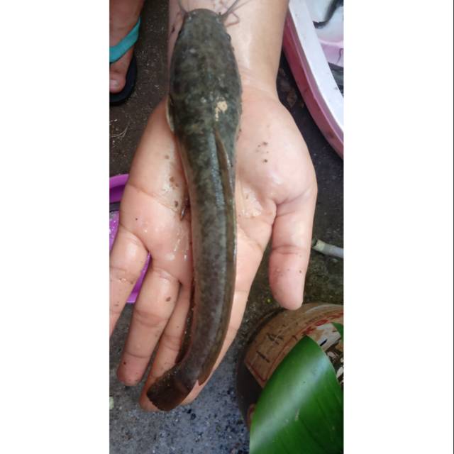 

Ikan Lele Segar / Bibit Ikan Lele