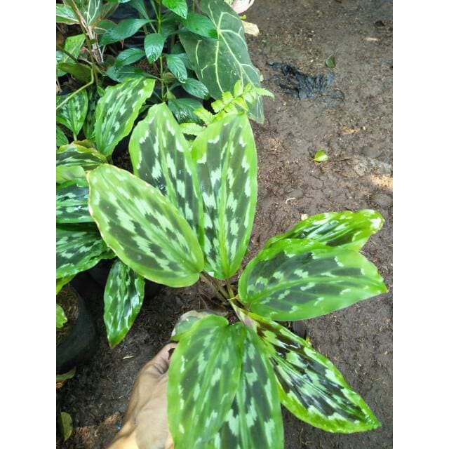 Tanaman Hias Calathea Merak Pohon Hias Kalatea Merak Shopee Indonesia