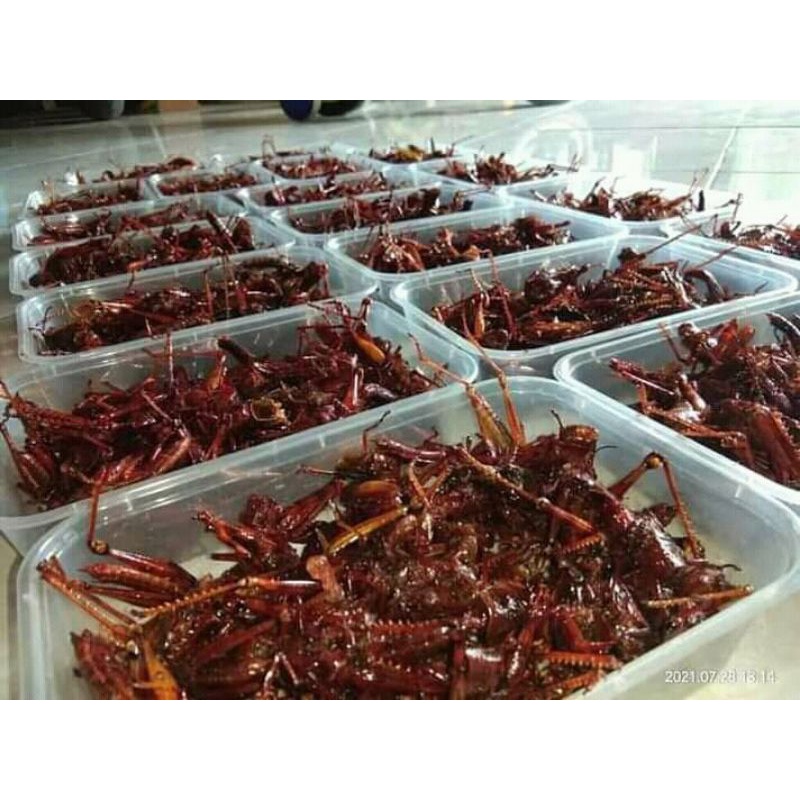 

belalang goreng