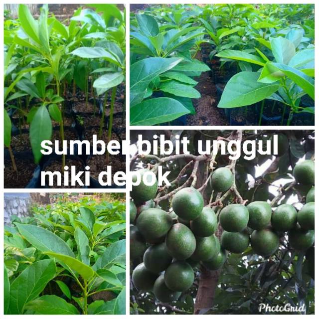 bibit alpukat miki depok super