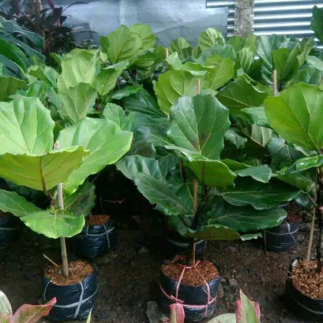 Ketapang biola cantik - pohon ketapang biola