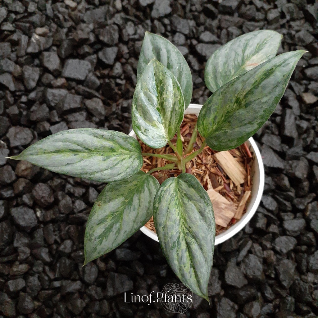 Tanaman Hias Philodendron Sodiroi Varigata not Flobe / Anderson / Majestic / Gigas