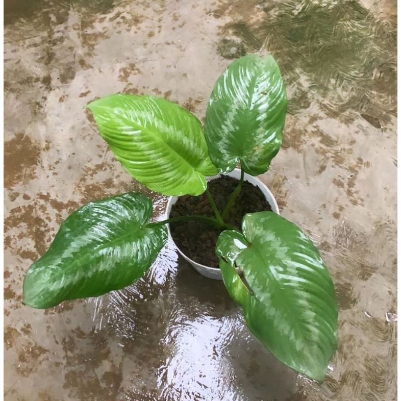 tanaman hias homalomena - homalomena