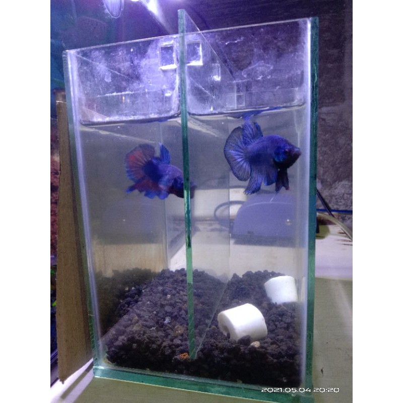 ikan hias cupang murah