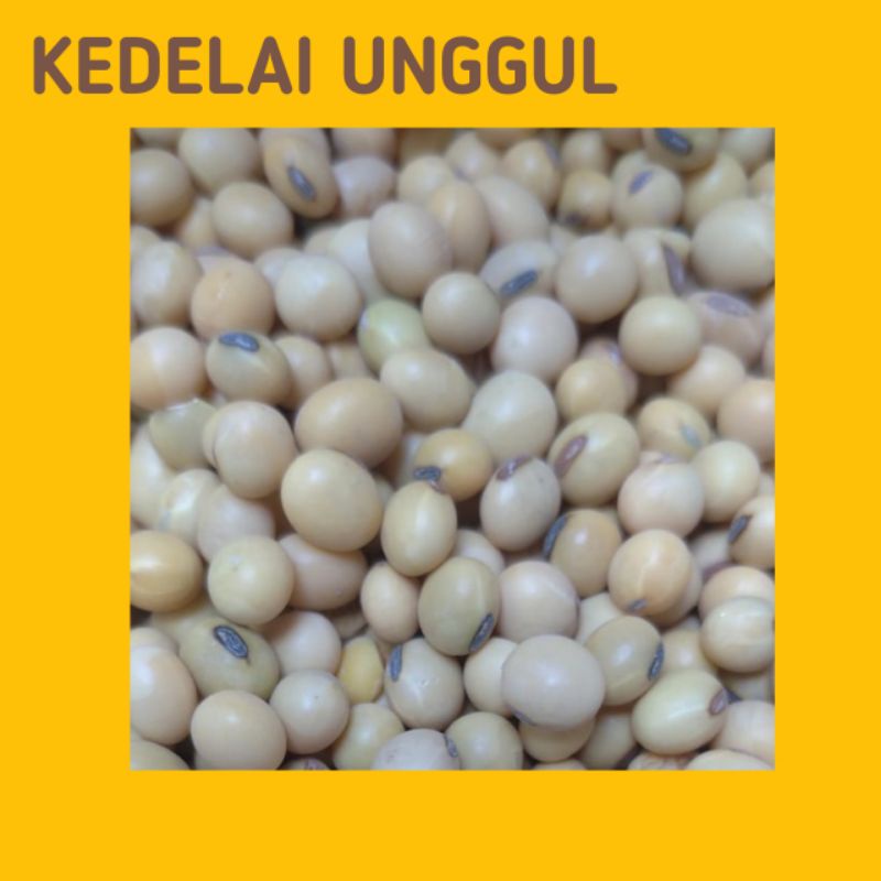 BELI 5 KG GRATIS 1 KG , Bibit Kedelai Unggul, Bibit Kedelai Tempe