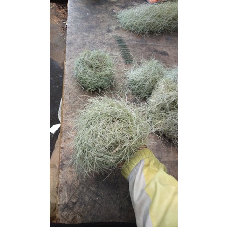 Tanaman hias jenggot Musa kiloan Spanish moos