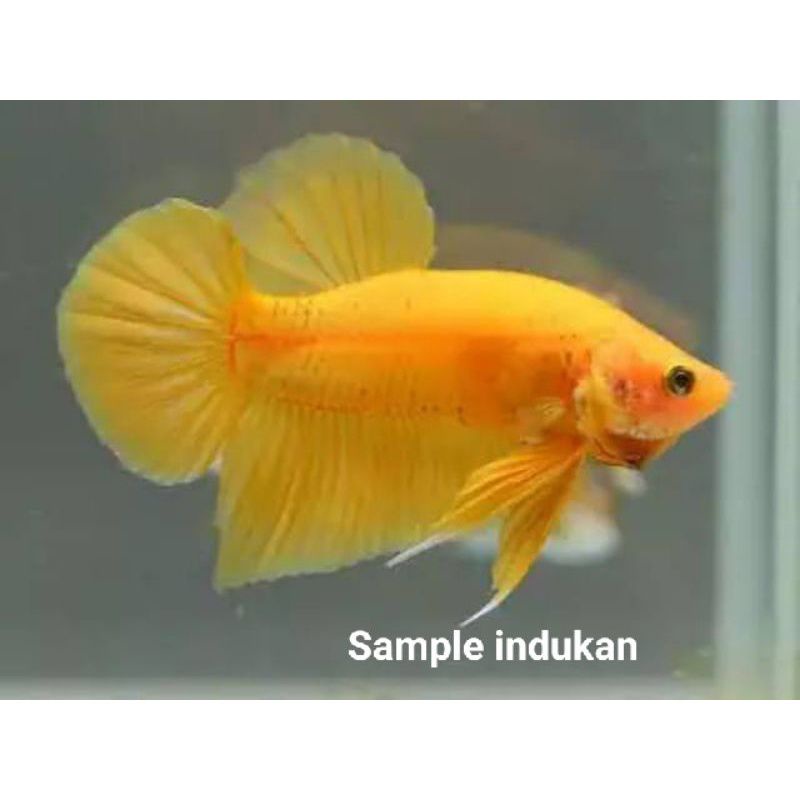 CUPANG PLAKAT YELLOW BANANA MURAH