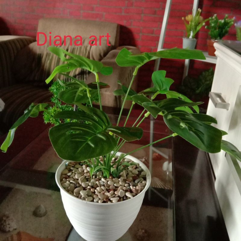 monstera latex#monstera palsu#monstera artificial