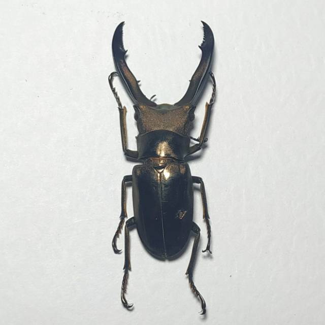 AWETAN SERANGGA ASLI/TAXIDERMY KUMBANG CAPIT METALIFFER