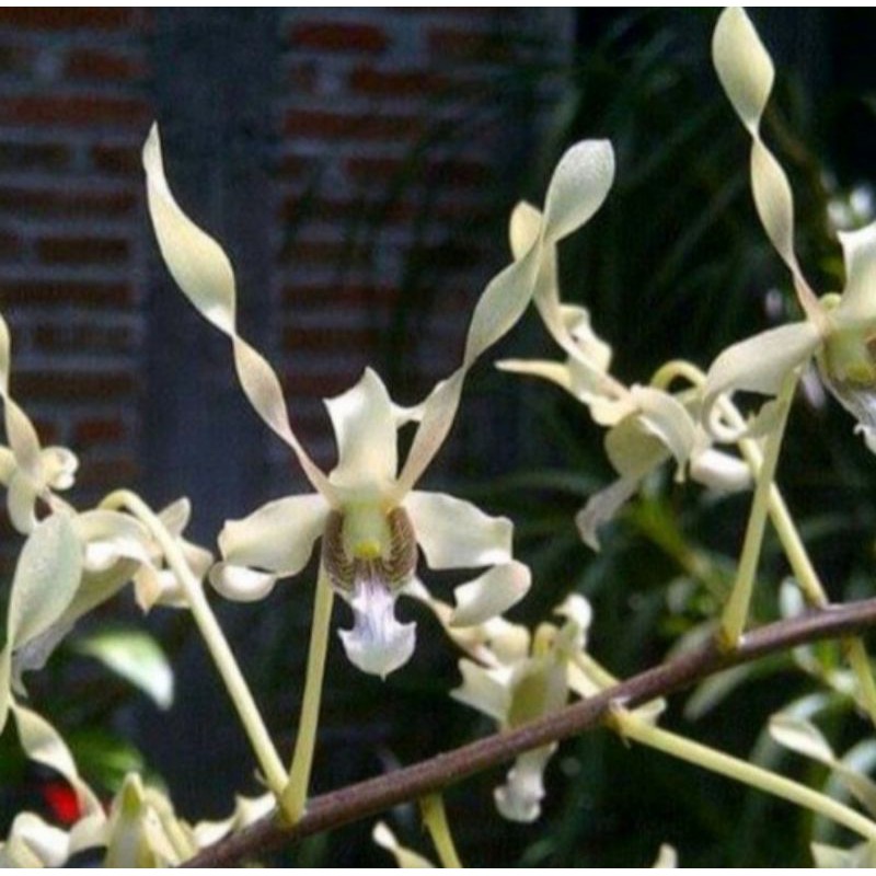 Pohon Anggrek Dendrobium Keriting Gouldii White Siap Spike