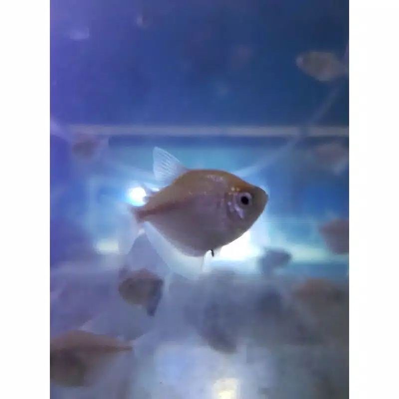 tetra albino ikan hias aquascape