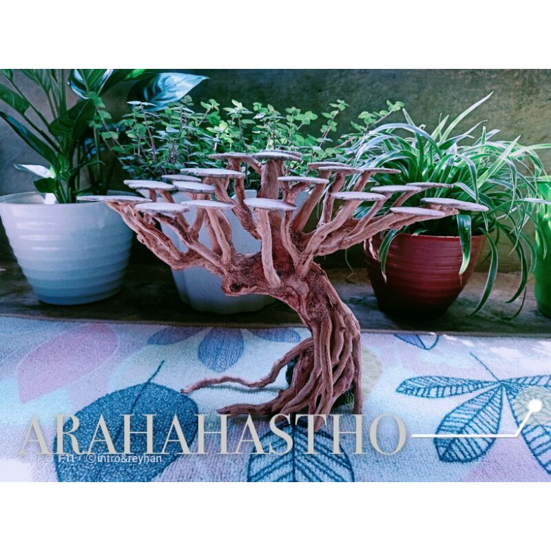 Bonsai Aquascape beringin doyong