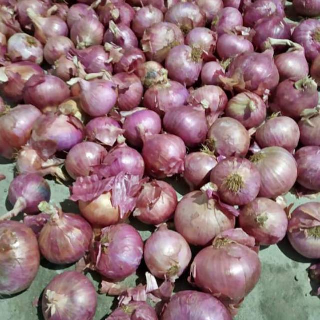 

Bawang merah india