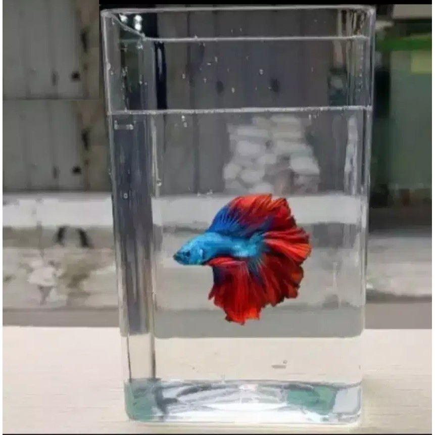 Toples Cupang Akrilik 4 Liter Soliter - Kotak Mika Acrylic Aquarium Mini Tampa Sambungan