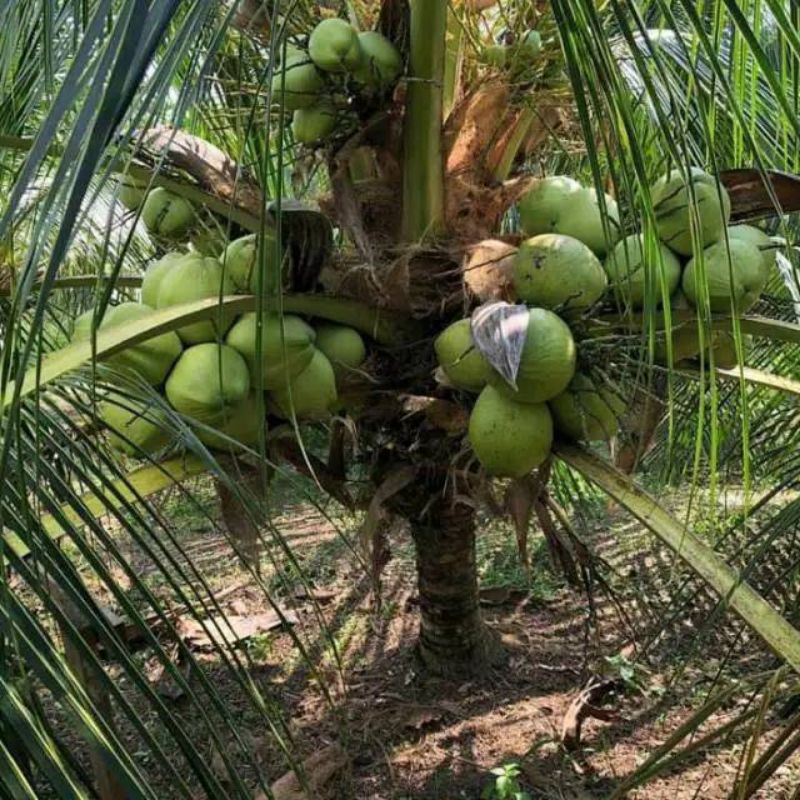 Bibit kelapa hijau/kelapa wulung