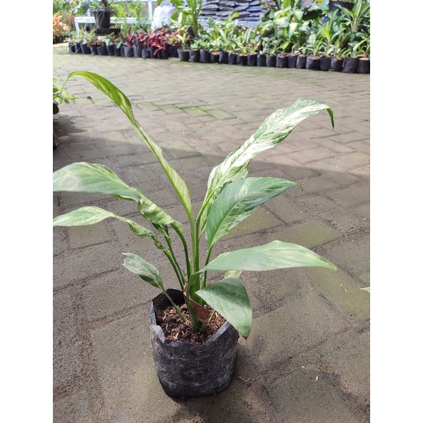 Tanaman Hias spatufilum variegata peace lily variegata lokal