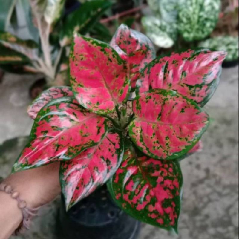 Aglonema dud anjamani merah remaja - tanaman hias hidup - bunga hidup - bunga aglonema - aglaonema m