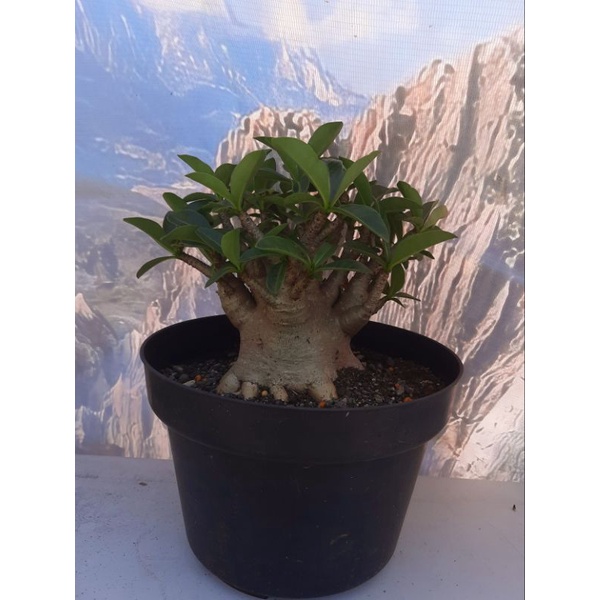 Adenium Godji x Ara champ