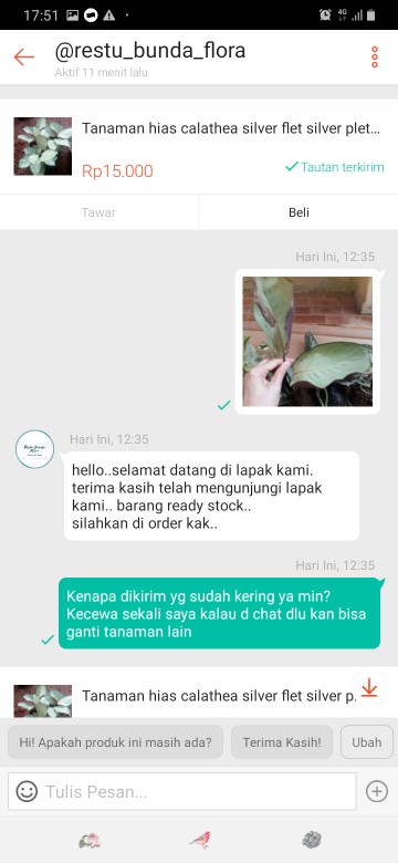 Tanaman Hias Sirih Gading Varigata