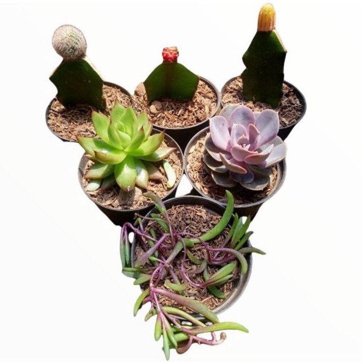 kaktus sekulen paket 6pcs + freepot + mediatanam
