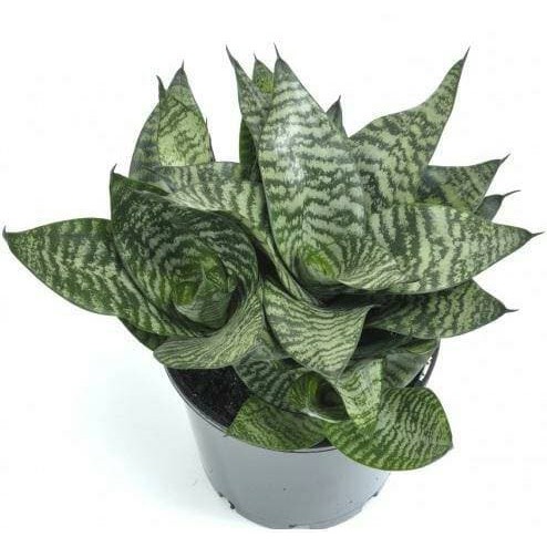 Bibit Tanaman Hias Sukulen Sansevieria 001
